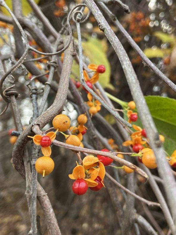 colorful red berries.