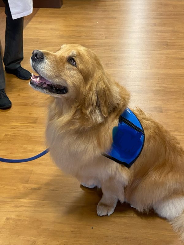 hospital therapy dog.