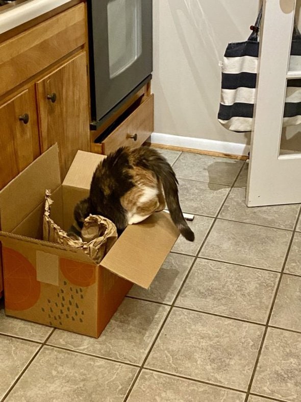 chiquita in a hungry harvest box.