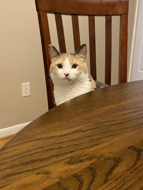 cat sitting in chair.