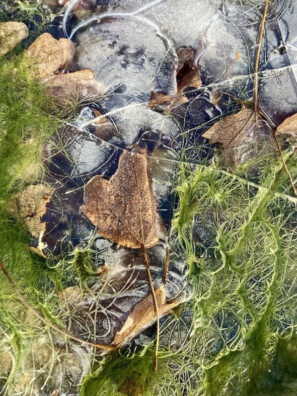 seaweed and leaves in ice.