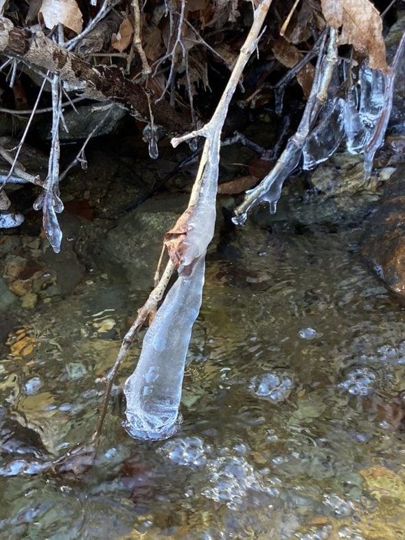 icy branch in creek.