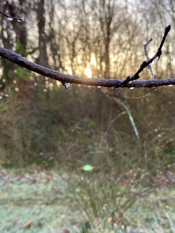 sunlight on a raindrop.