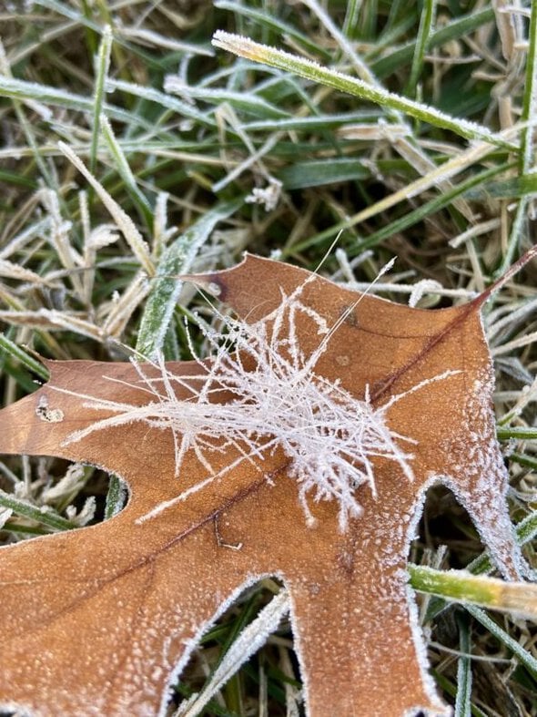 frost on a leaf.