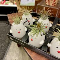 rudolph air plants.