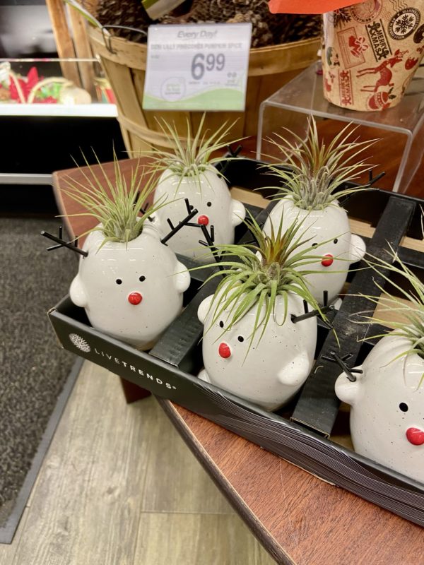 rudolph air plants.