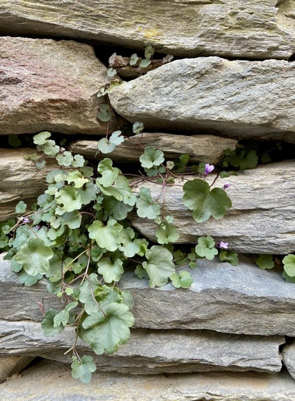 plant in a rock wall.