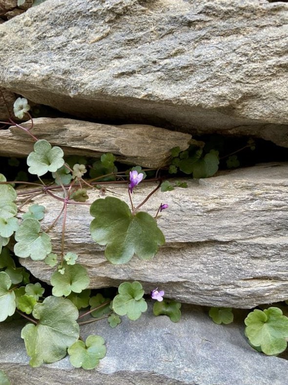 small purple flower.