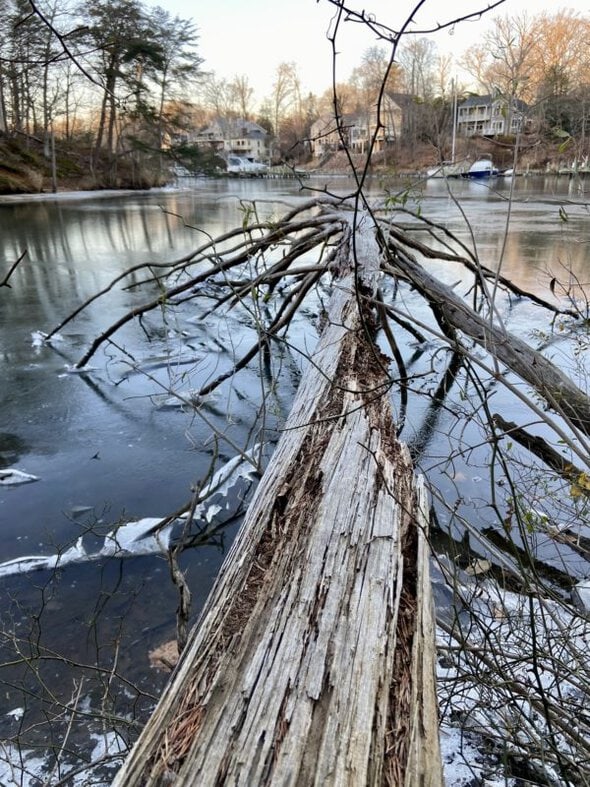 fallen tree in water.