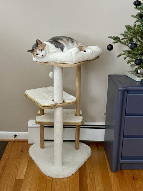 cat tree.