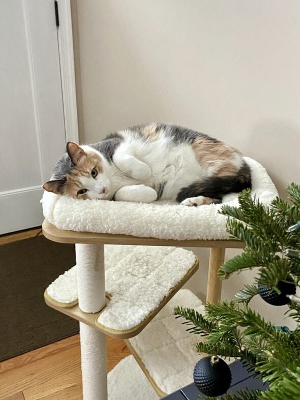 calico cat in cat bed.