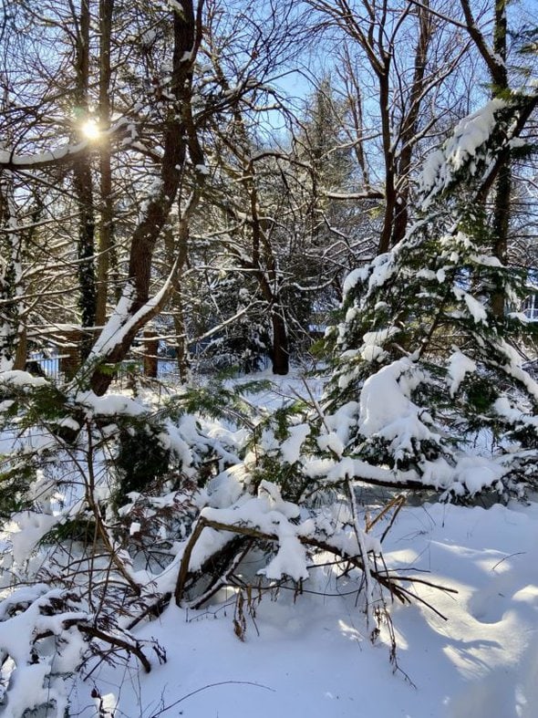 snowy woods.