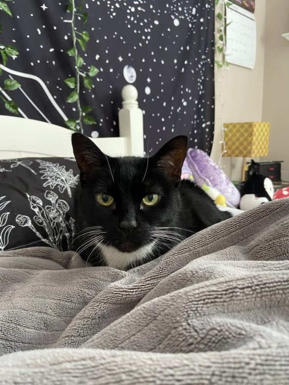 black cat on a bed.