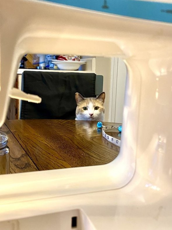 cat watching a sewing machine.