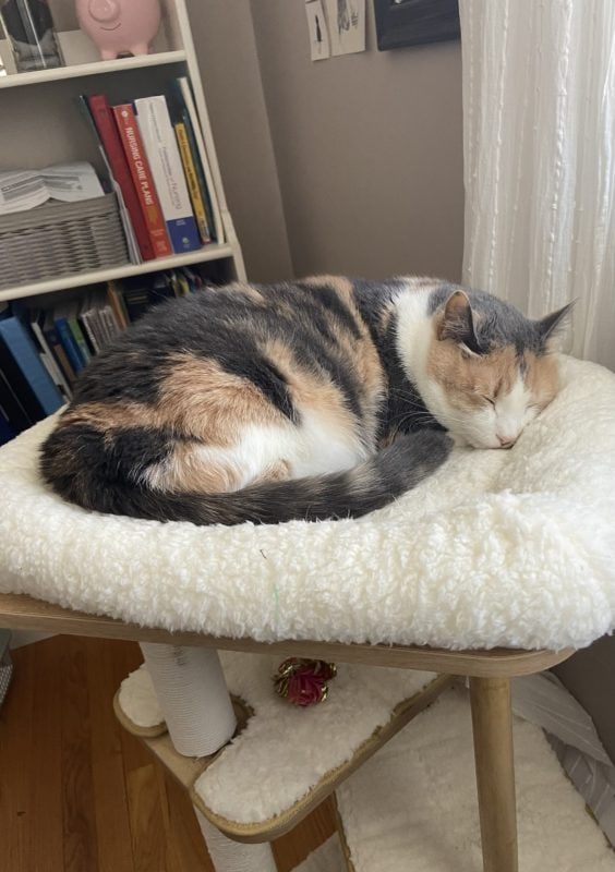 cat sleeping on top of cat tree.