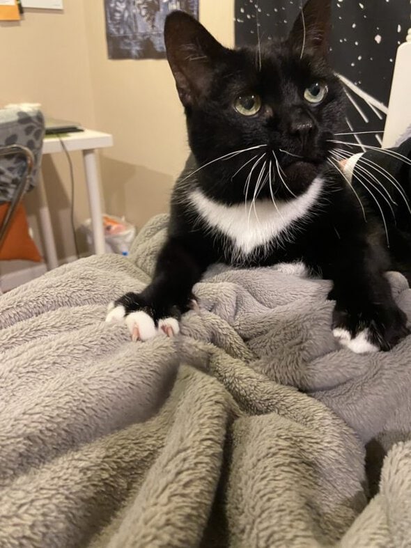 tuxedo cat