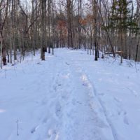 snowy trail in the woods.