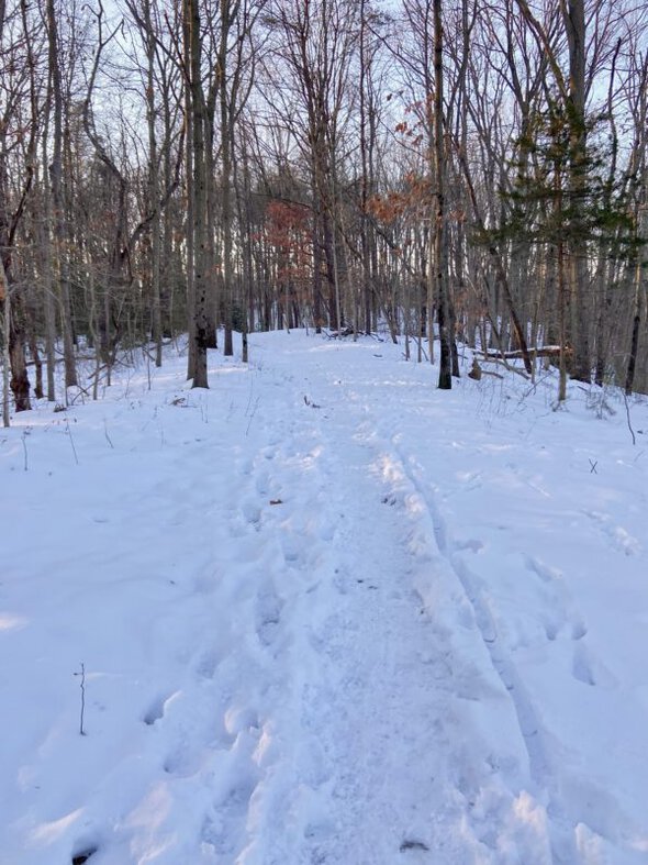 snowy trail in the woods.