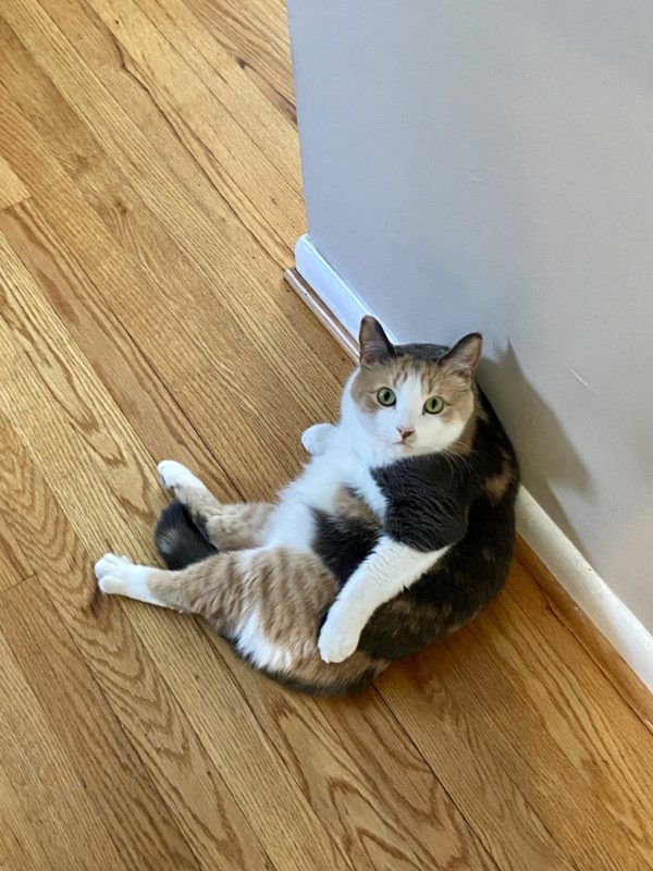 cat sitting by a wall.