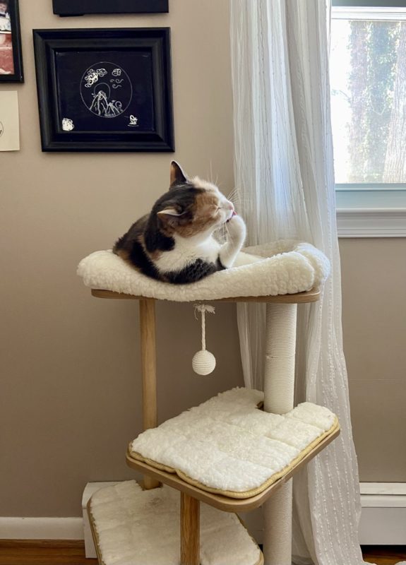 cat in cat tower.