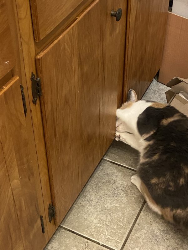 cat opening cabinet door.