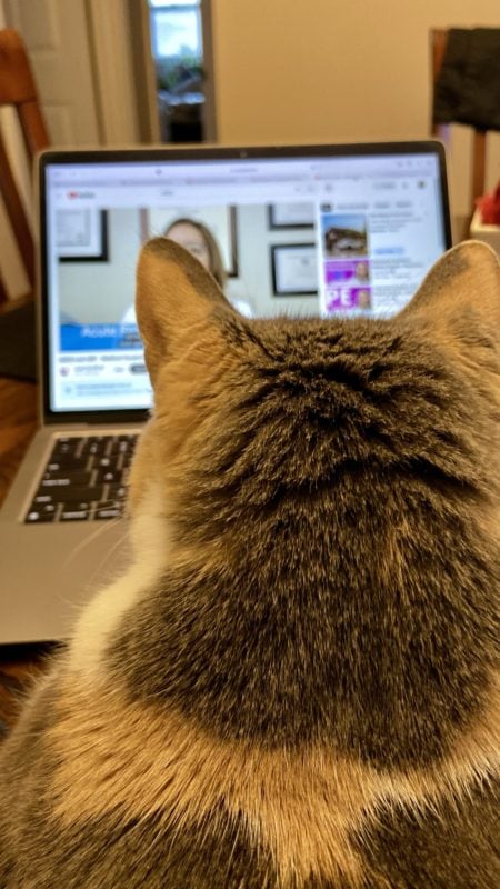 cat on lap.