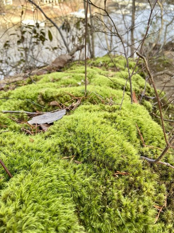 green moss.