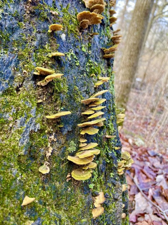 shelf fungi on tree.