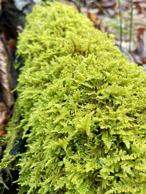 moss on a log.