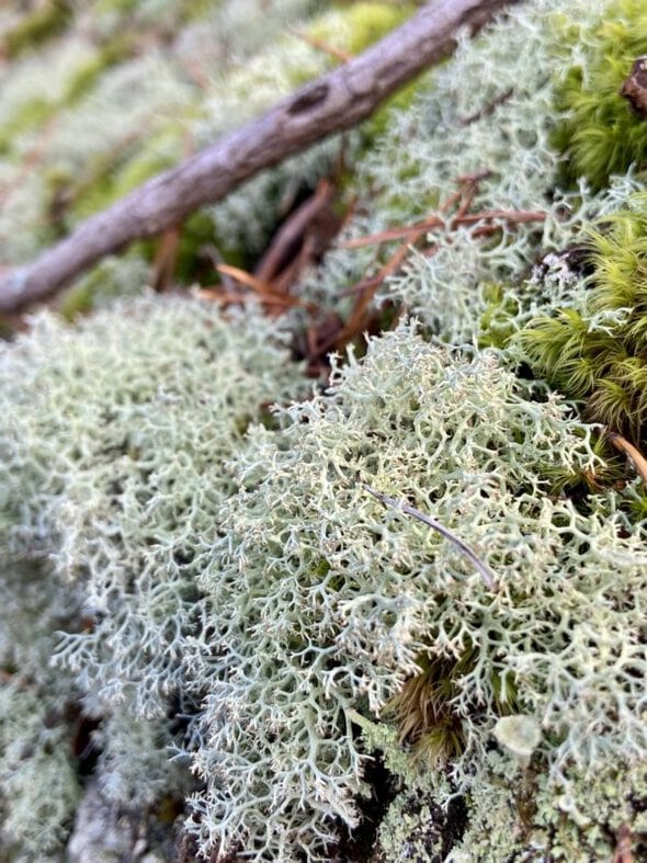 lichen.
