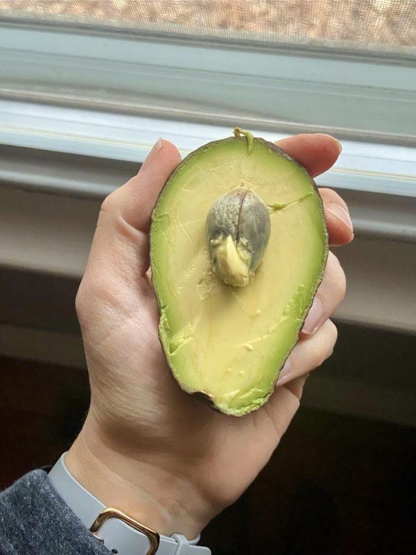 avocado with small pit.