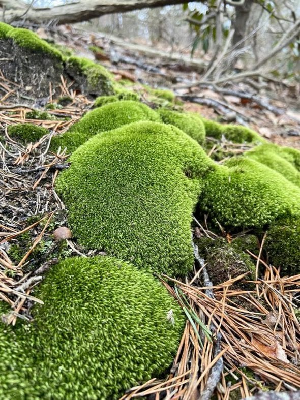 green mosses.