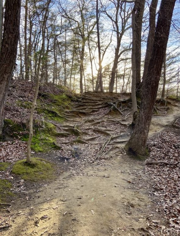 trail in the woods.