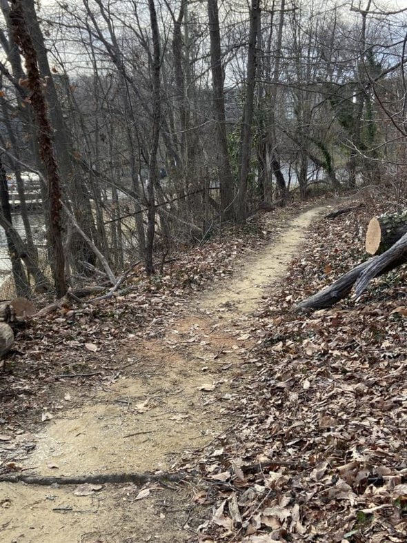 trimmed tree on path.