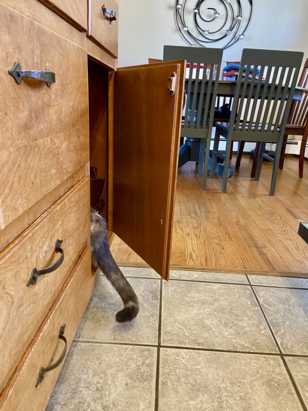 cat in cabinet.