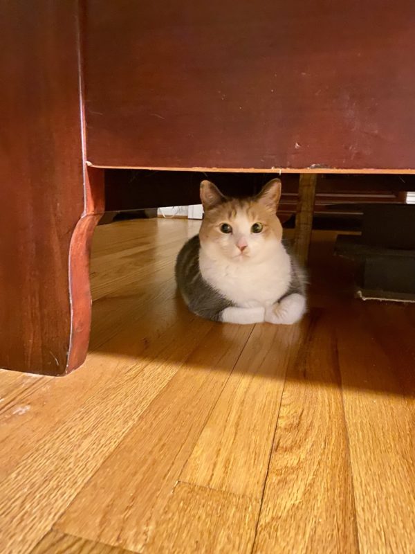 cat under bed.