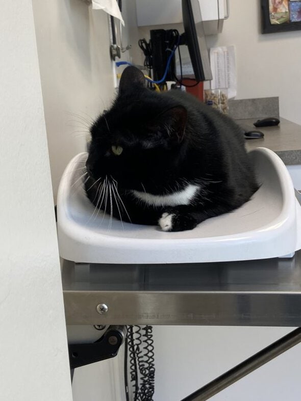 tuxedo cat.