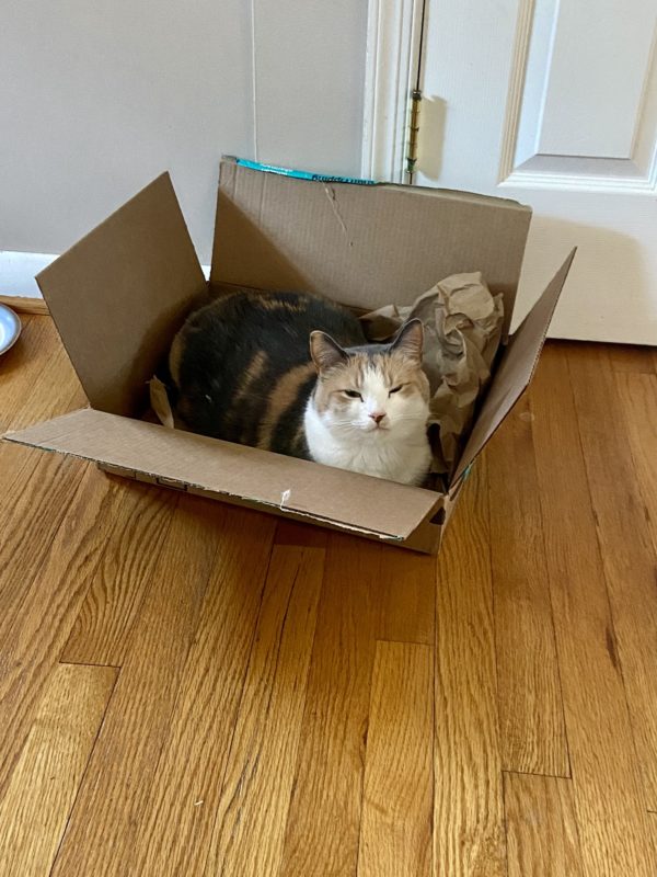 cat in box.