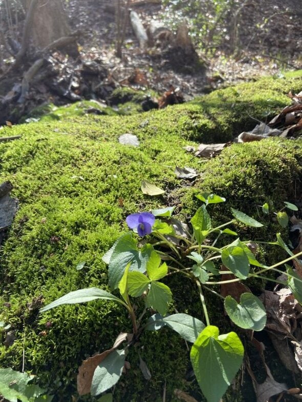 moss.