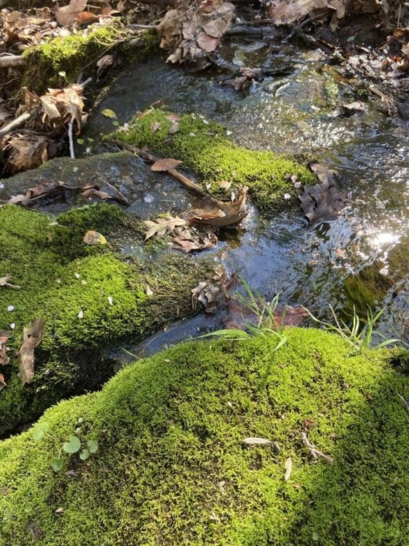 mosses by a creek.